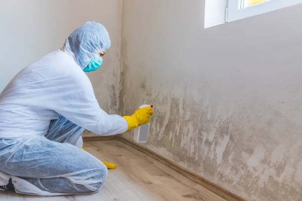 Professional mold removal team in Rohrersville
